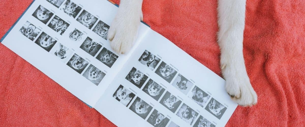 dog photo book